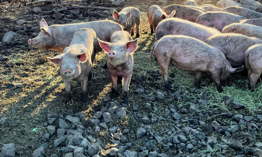 photo of sustainable pigs