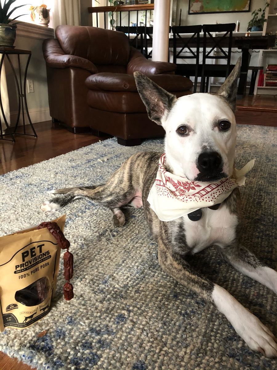 photo of a dog wearing the Olympia Provisions bandana and Pet Provisions dog treat snacks